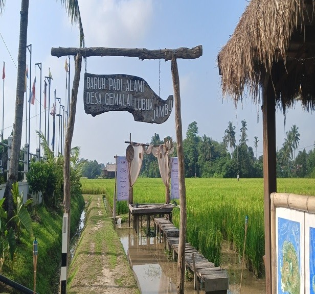Baruh Padi Alami Desa Gemalai Lubuk Jambu