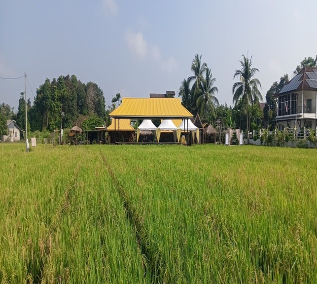 Sawah Padi